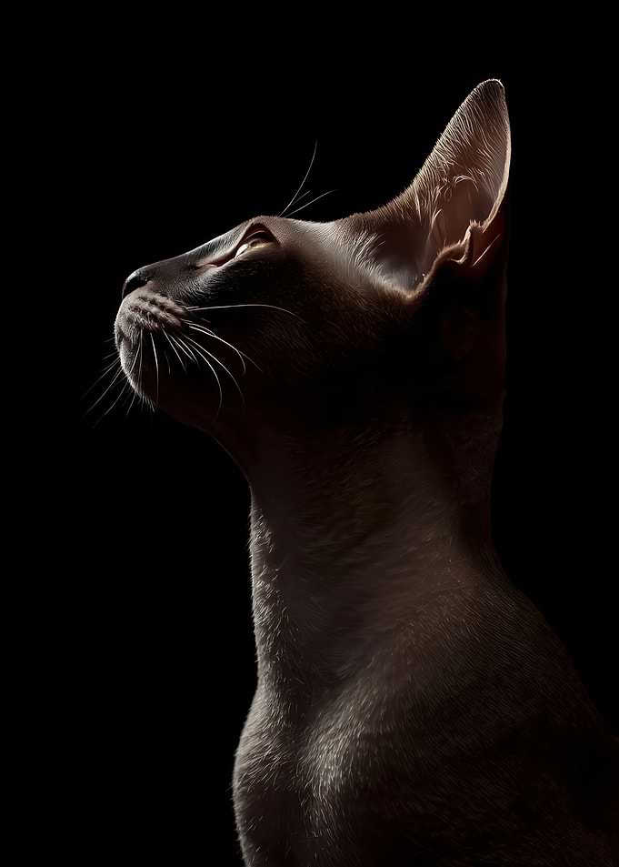 Elegant Portrait of a Sphynx Cat