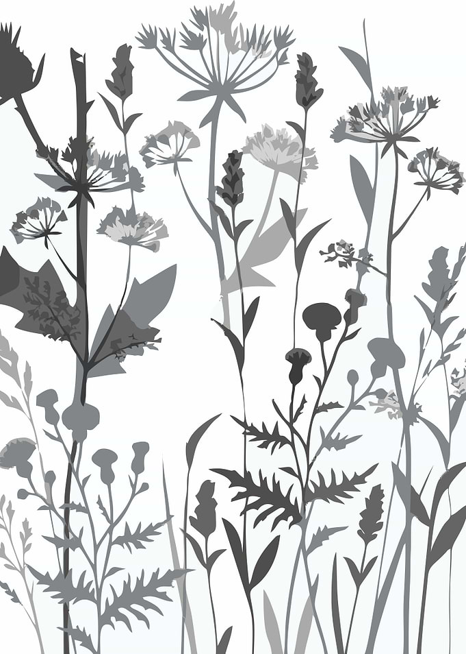 Minimalist Grey Wildflower Silhouette Illustration