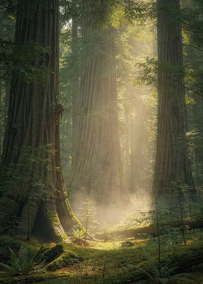 Sunlight Streaming Through Ancient Redwood Forest