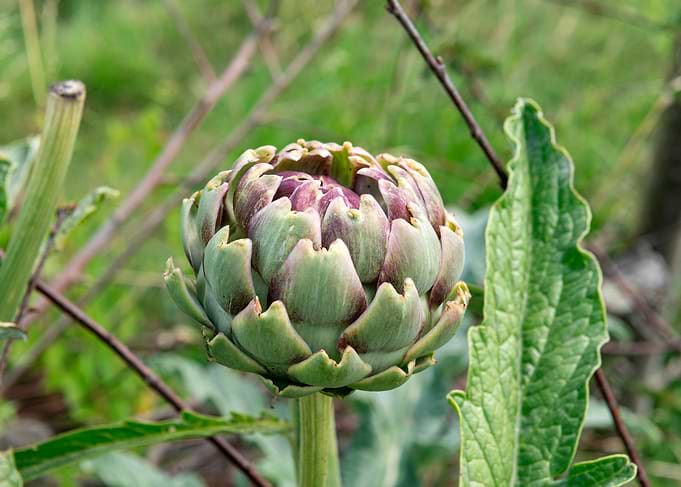 Fresh Globe Artichoke in Garden