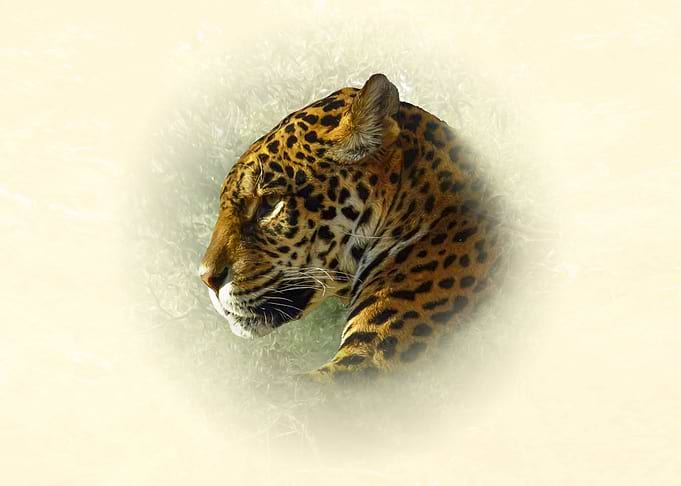 Majestic Jaguar Profile Portrait