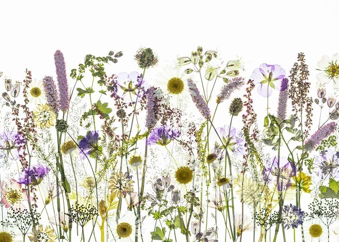 Pressed Wildflower Meadow Arrangement