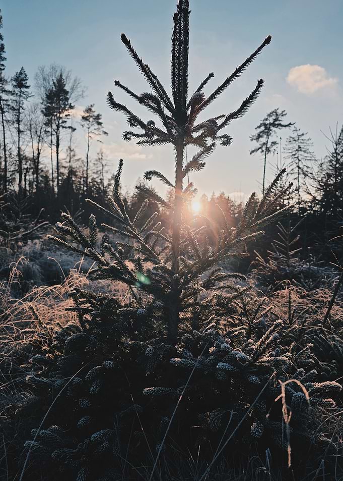 Frosty Pine Tree at Sunrise