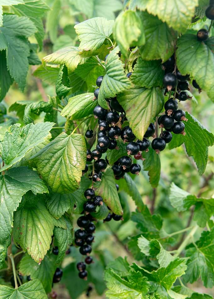 Fresh Blackcurrants on the Bush