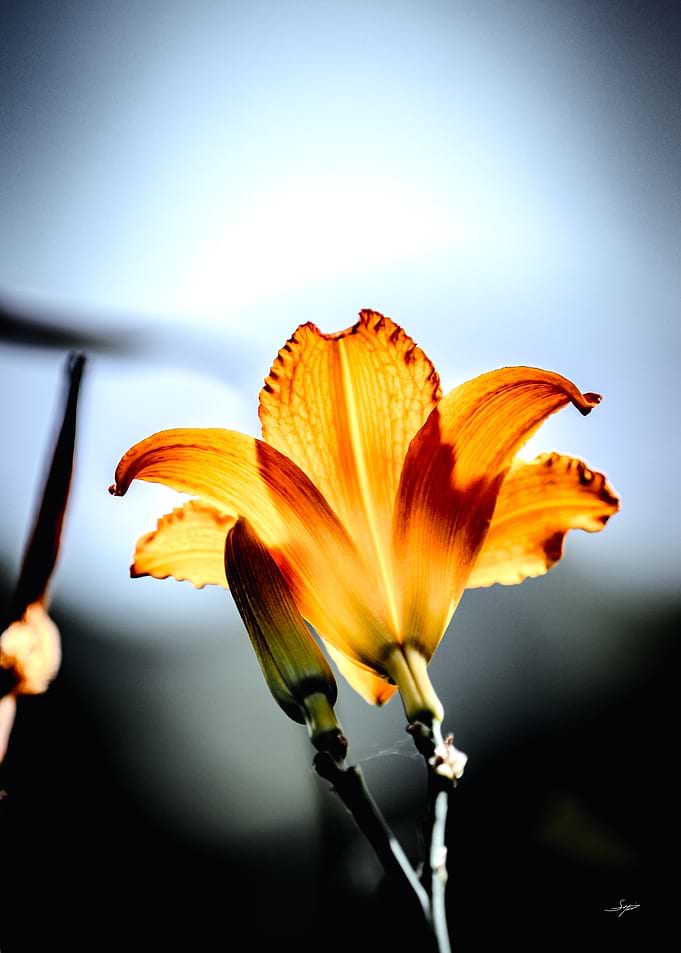 Daylily