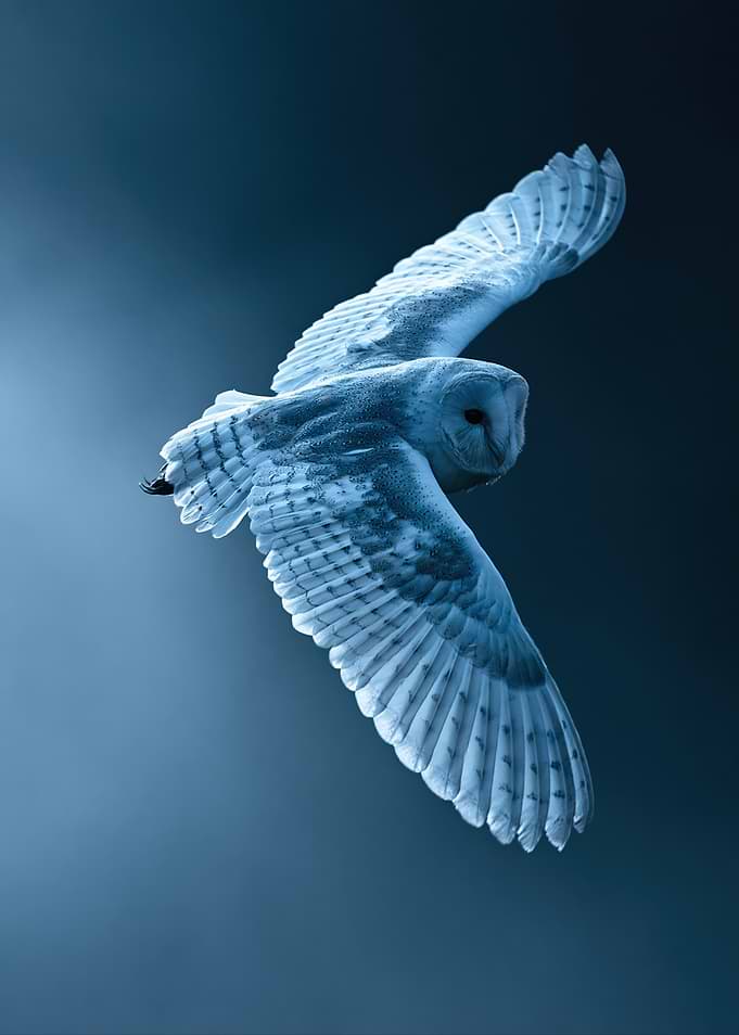 Majestic Barn Owl in Flight