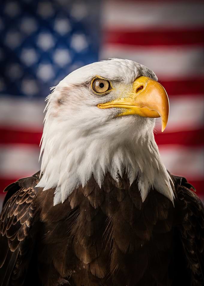 Majestic Bald Eagle with American Flag