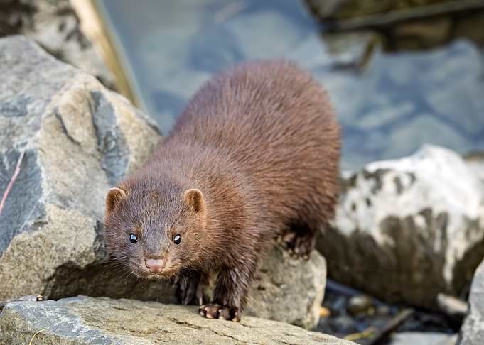 A Mink Approaches