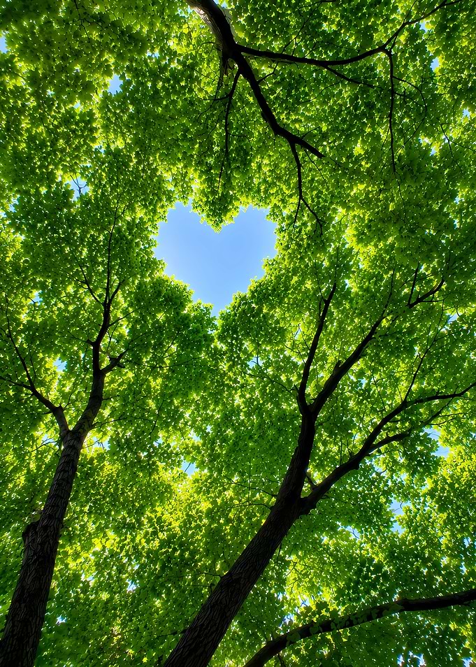Heart Shaped Opening in Green Canopy