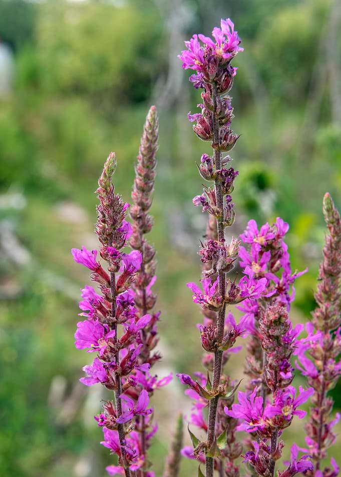 Vibrant Purple Loosestrife Wildflowers