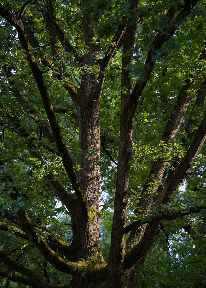 Sunlit Oak Tree Canopy