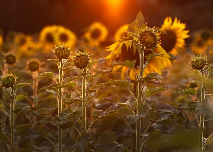 Sunflowers at Golden Hour