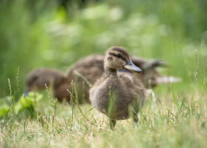 Cute Duckling Standing in Grass