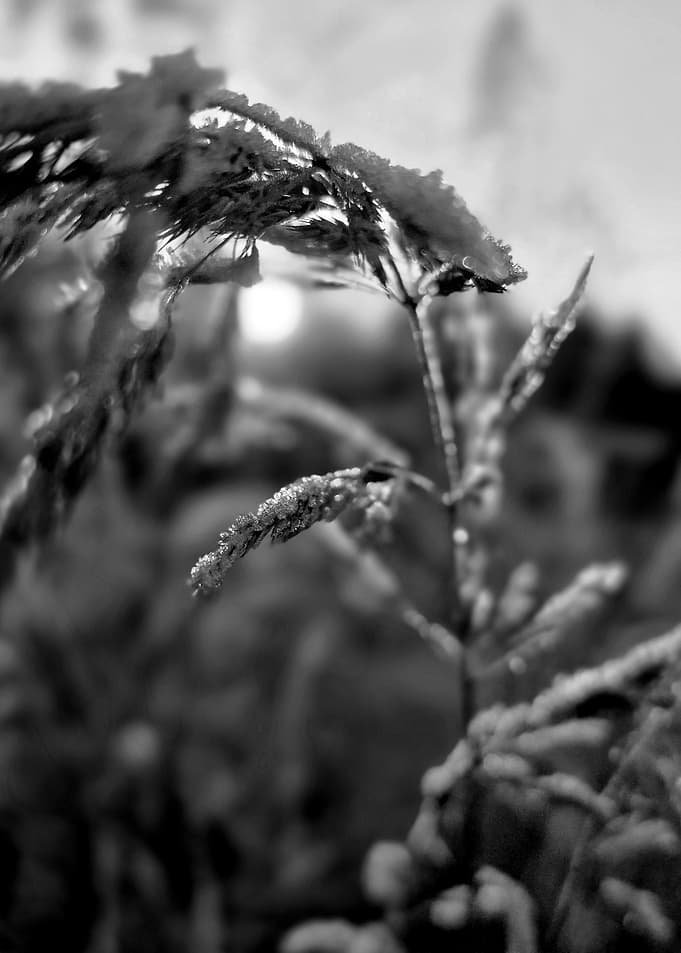 Frost-Covered Grass in Black and White