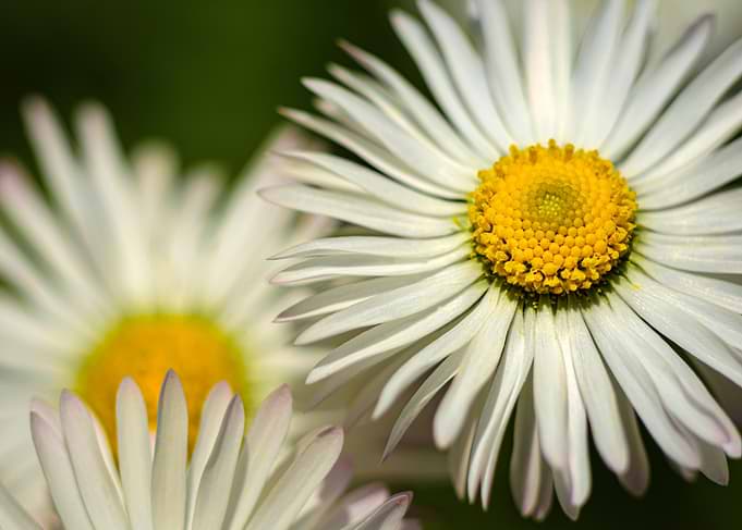 Close-up of White Daisy Flowers