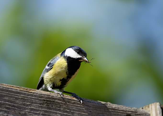 Great Tit Bird with Insect to feed nestlings