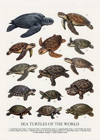 Sea Turtles of the World Poster