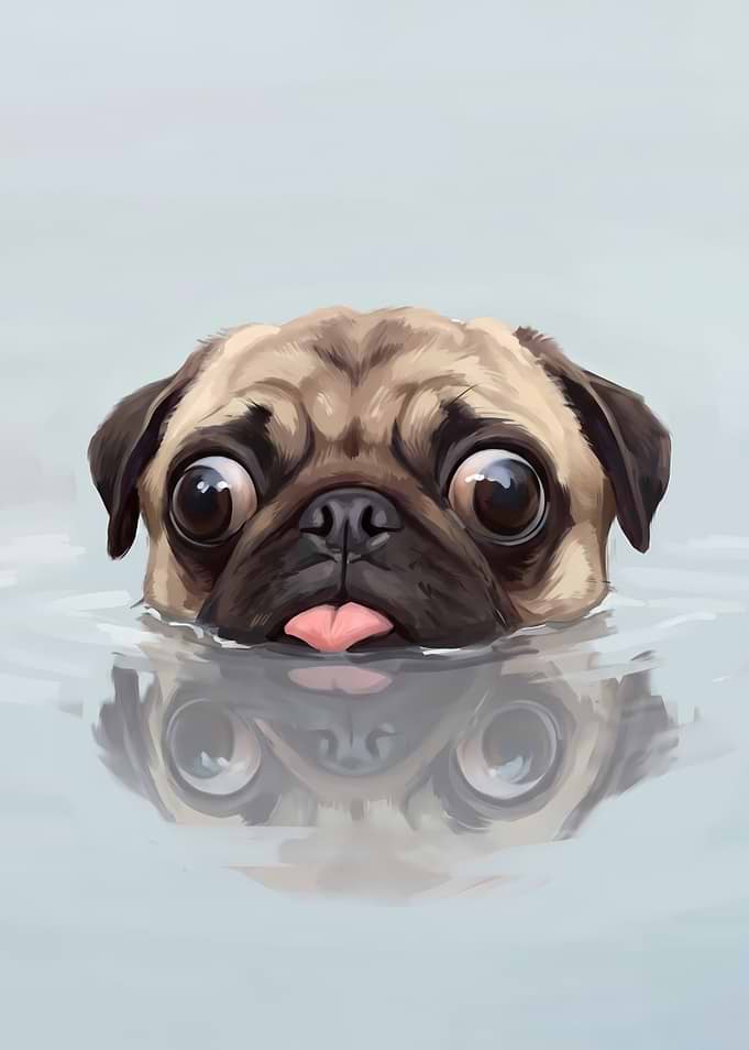 Cute Pug Swimming in Water