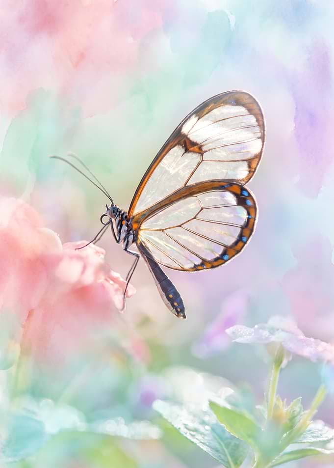 Glasswing Butterfly on Pastel Flower