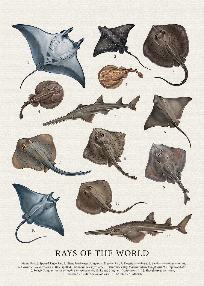 Rays of the World Scientific Poster