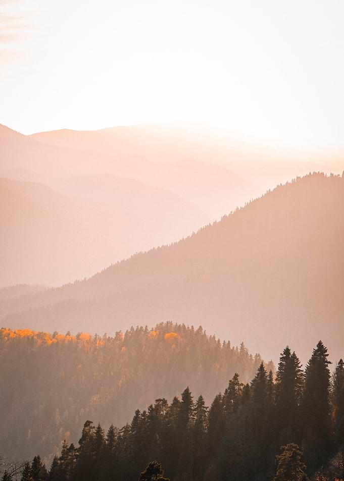 Golden Hour Mountain Forest Landscape
