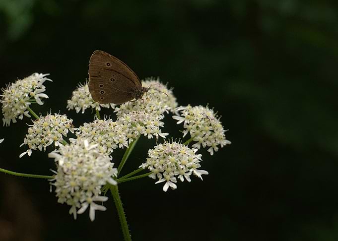 Ringlet Butterfly on White Flowers
