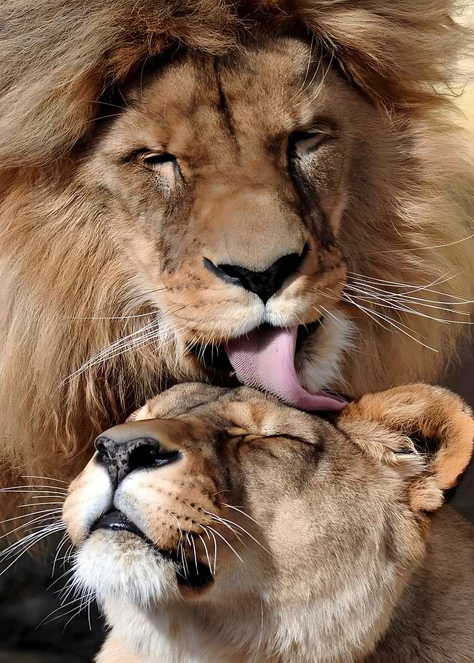 Affectionate Lion and Lioness Grooming
