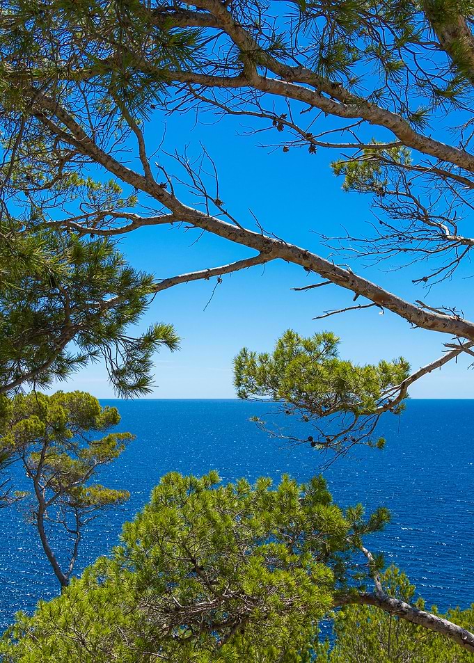 Pine Trees Overlooking Blue Sea