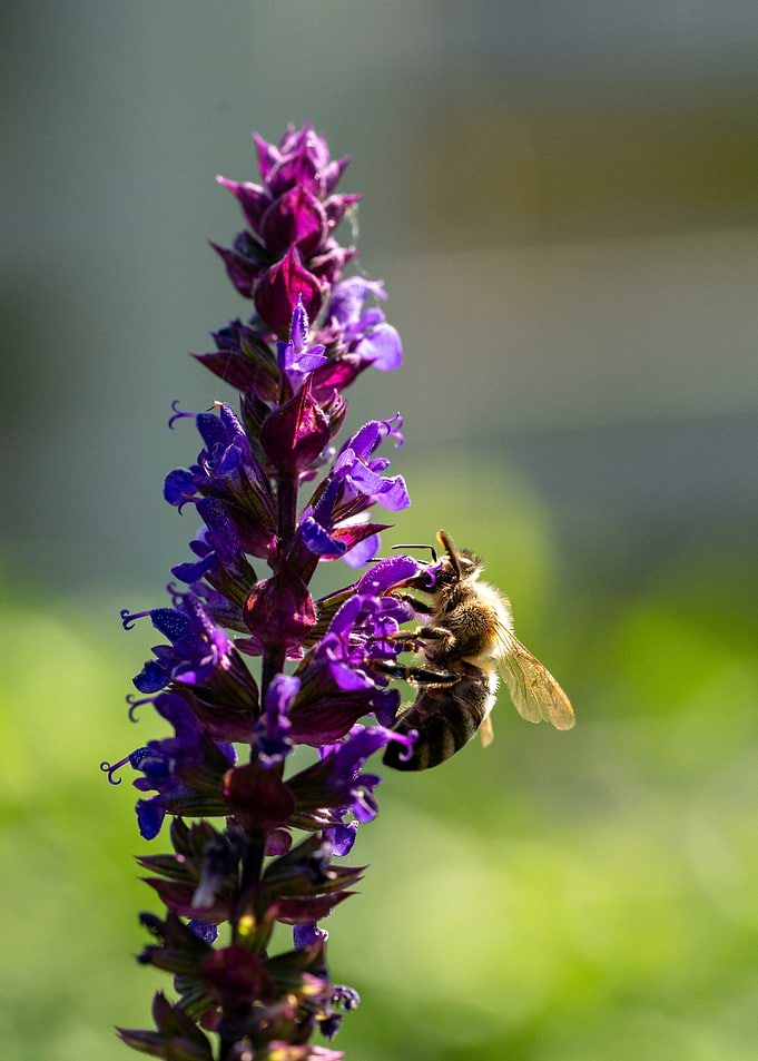 Honey Bee on purple flower