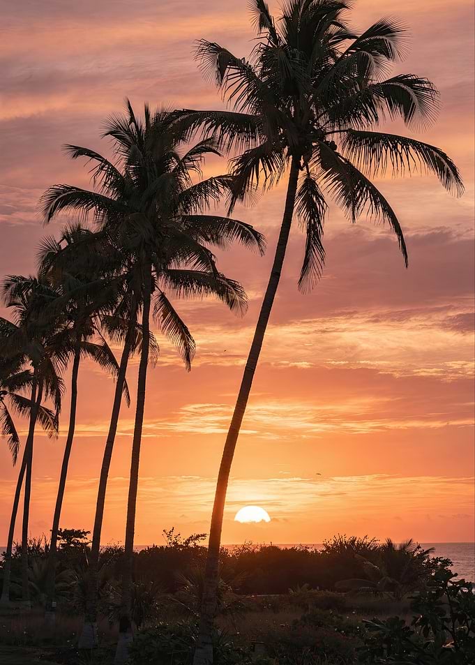 Tropical Palm Trees at Sunset