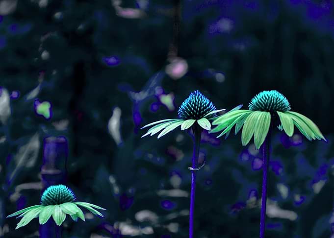 Electric Cyan Coneflowers in Vibrant Botanical Dream