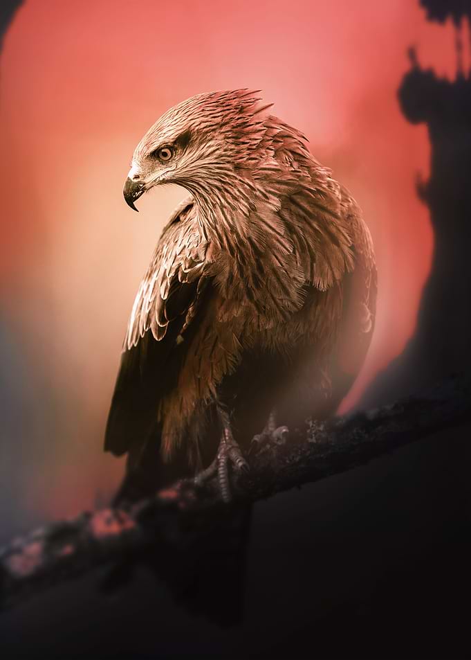 Watchful Hawk at Sunset