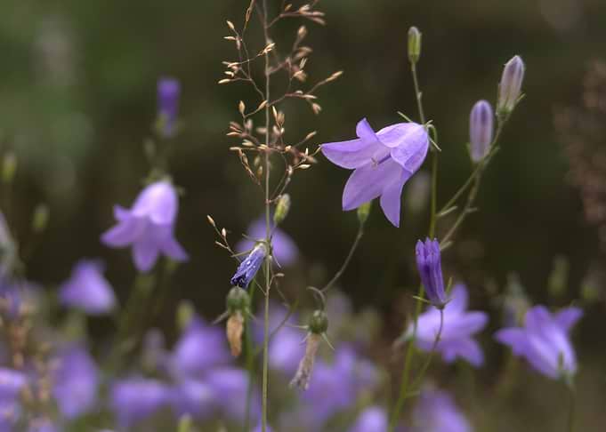 Delicate Purple Bellflowers in Nature