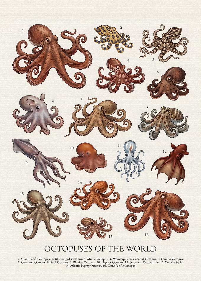 Octopuses of the World Scientific Poster