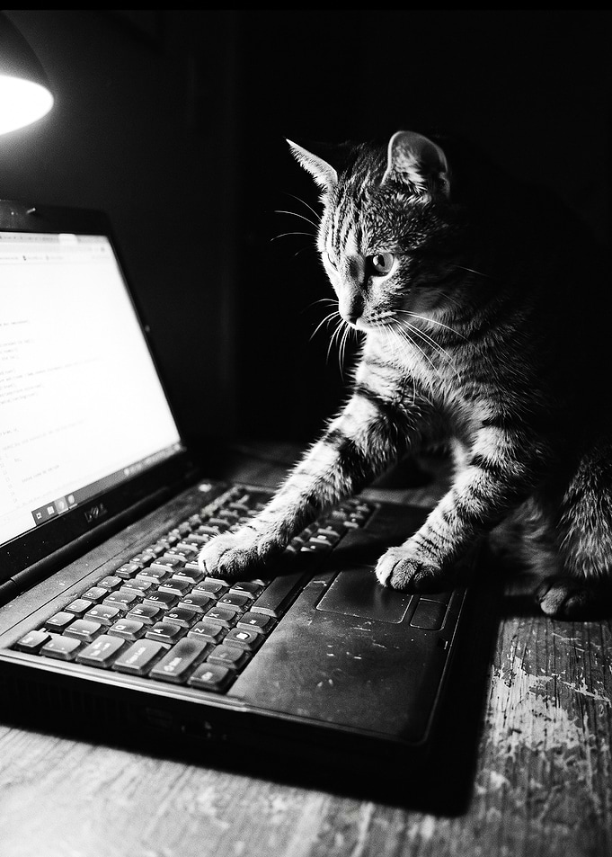 Cat Working on a Laptop