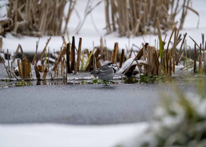 White Wagtail on Frozen Pond