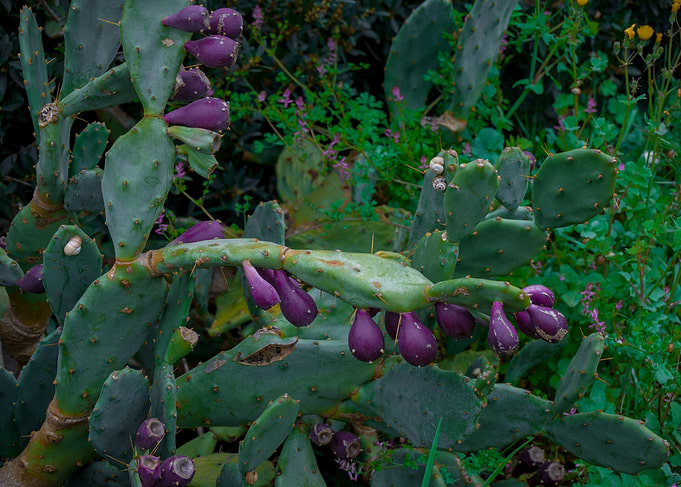 Prickly Pear Cactus with Purple Fruit