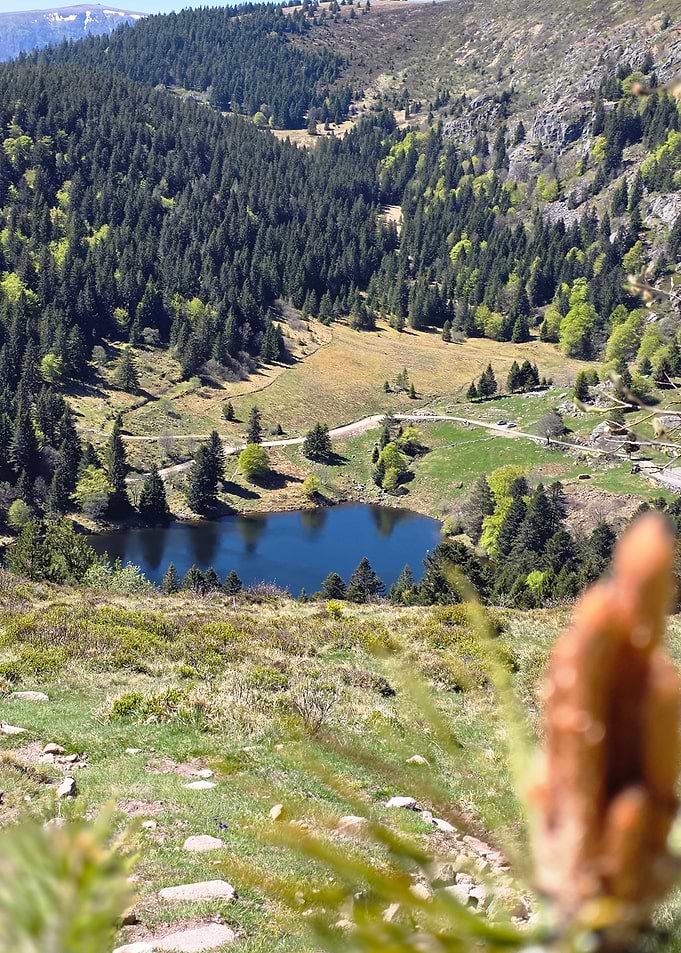 Mountain Lake Surrounded by Pine Forest