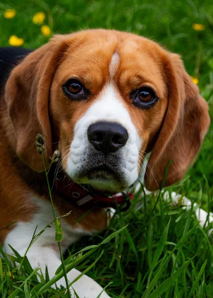 Close-up Portrait of a Beagle