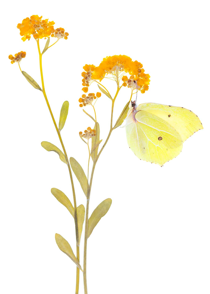 Brimstone Butterfly on Yellow Flowers