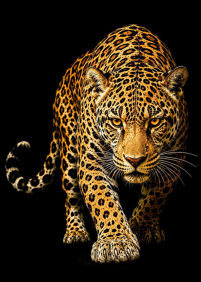 Stalking Leopard on Black Background