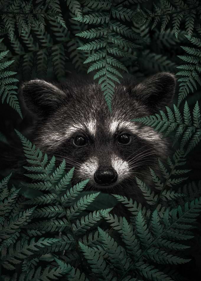 Raccoon Peeking Through Fern Leaves