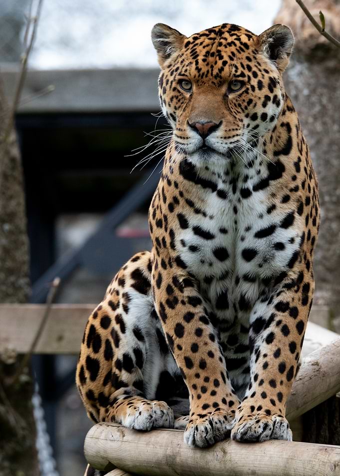 Majestic Jaguar Sitting on Wooden Platform