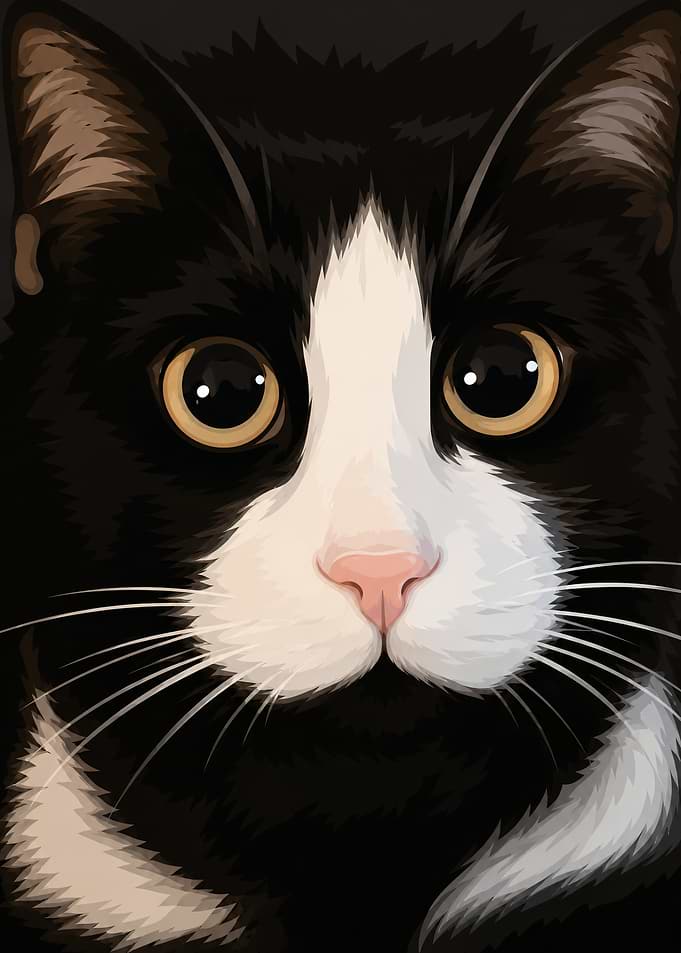 Close-up Portrait of Tuxedo Cat