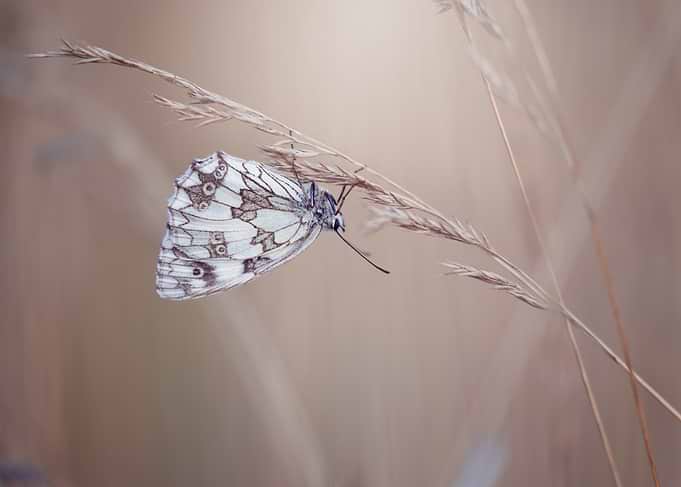Marbled White Butterfly on Grass