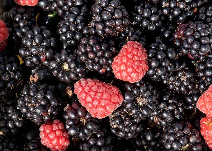 Fresh Mixed Blackberries and Raspberries