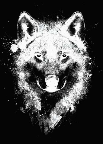 Abstract Black and White Wolf Portrait