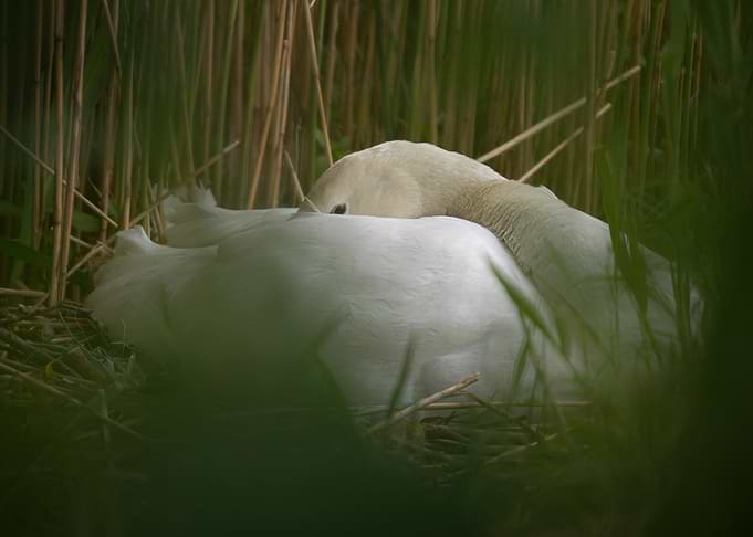 A Mute Swan Nesting in Reeds