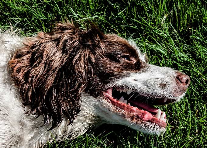 Happy Springer Spaniel Resting in Grass