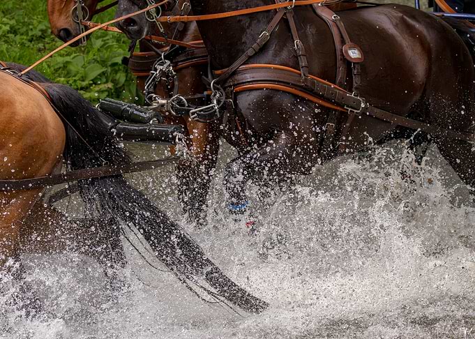 Splish Splash